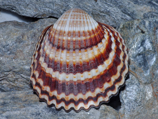 Cerastoderma? Mar Egeo, 06.2011